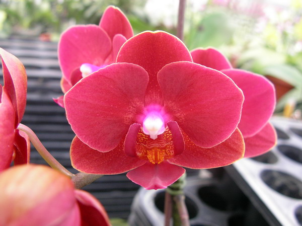 按此在新視窗瀏覽圖片