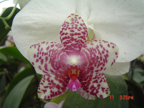 按此在新視窗瀏覽圖片