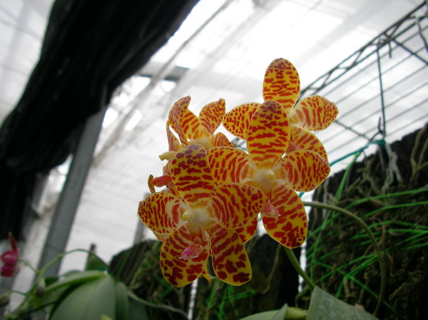 按此在新視窗瀏覽圖片