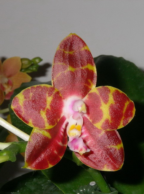 按此在新視窗瀏覽圖片