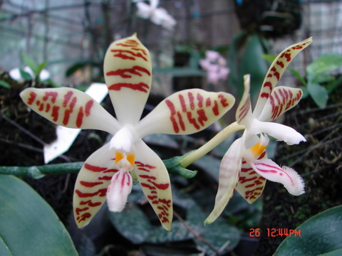 按此在新視窗瀏覽圖片