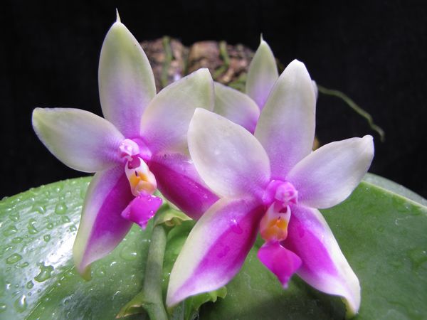 按此在新視窗瀏覽圖片