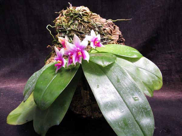 按此在新視窗瀏覽圖片