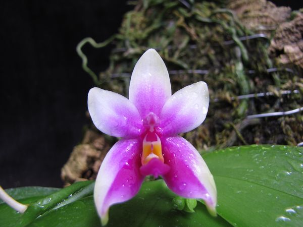 按此在新視窗瀏覽圖片