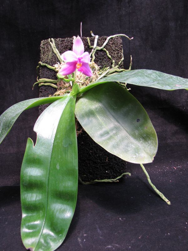 按此在新視窗瀏覽圖片