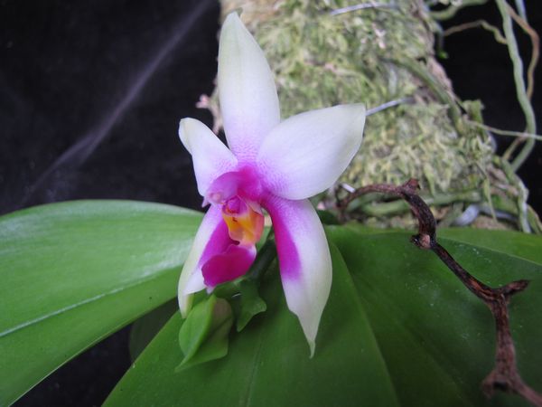 按此在新視窗瀏覽圖片