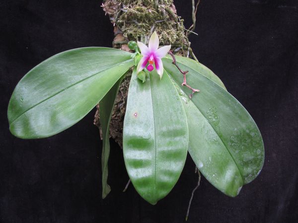 按此在新視窗瀏覽圖片