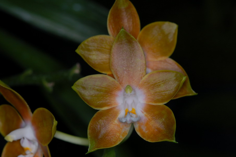 按此在新視窗瀏覽圖片