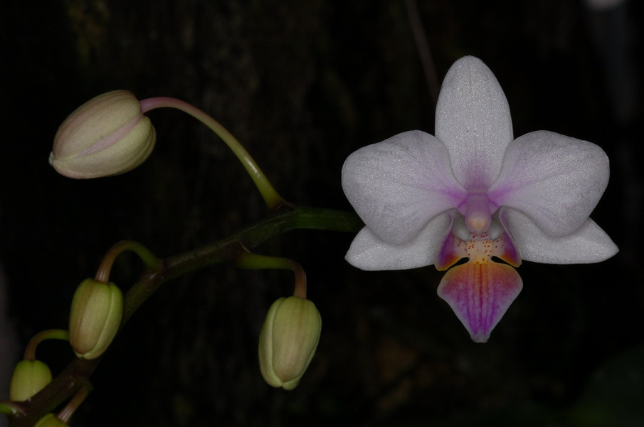 按此在新視窗瀏覽圖片