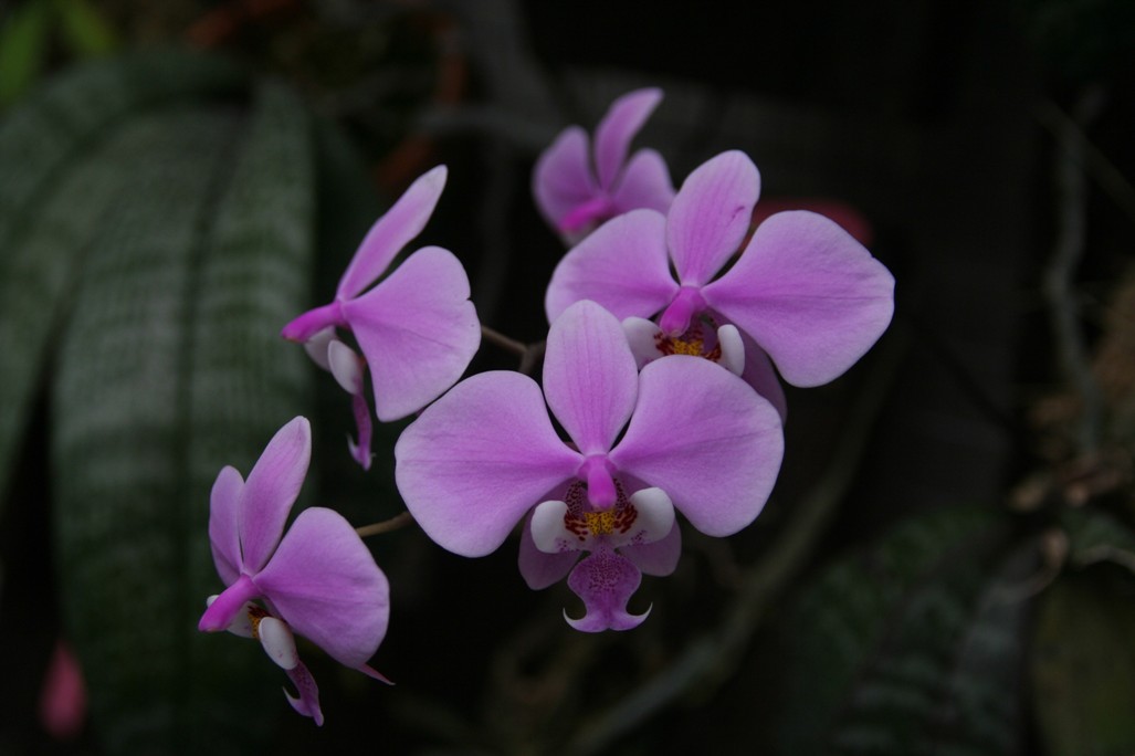 按此在新視窗瀏覽圖片