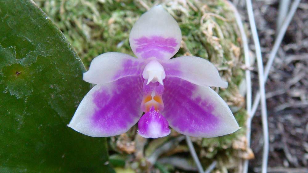 按此在新視窗瀏覽圖片