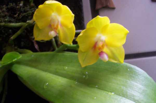 «ö¦¹¦b·sµøµ¡ÂsÄý¹Ï¤ù