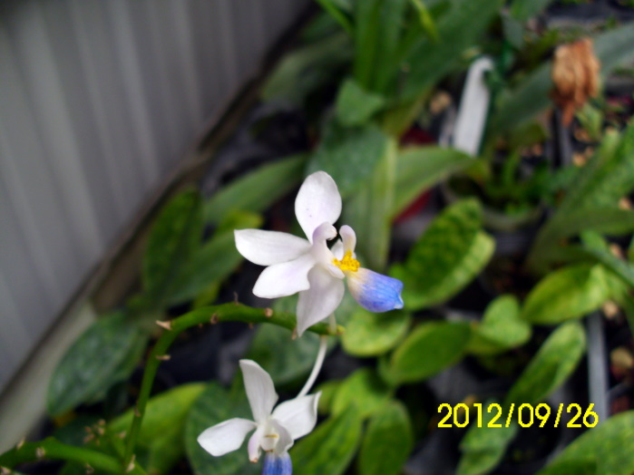 «ö¦¹¦b·sµøµ¡ÂsÄý¹Ï¤ù