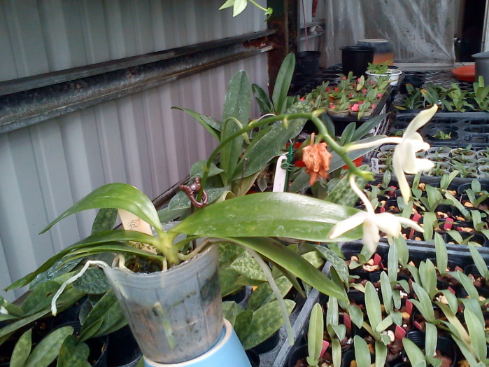 «ö¦¹¦b·sµøµ¡ÂsÄý¹Ï¤ù