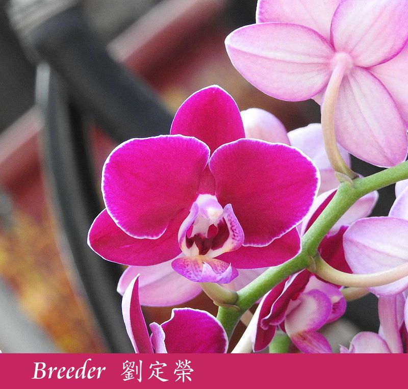 «ö¦¹¦b·sµøµ¡ÂsÄý¹Ï¤ù