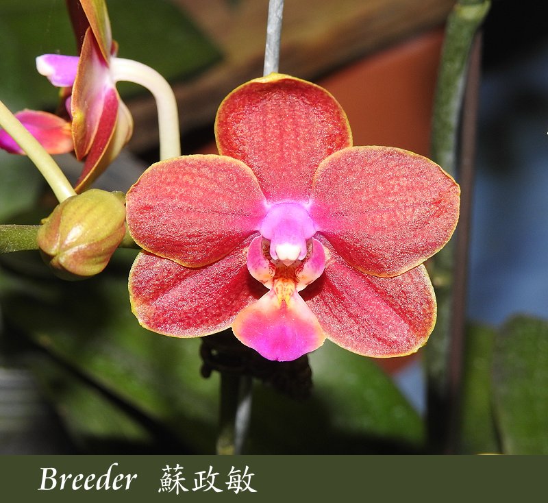 «ö¦¹¦b·sµøµ¡ÂsÄý¹Ï¤ù