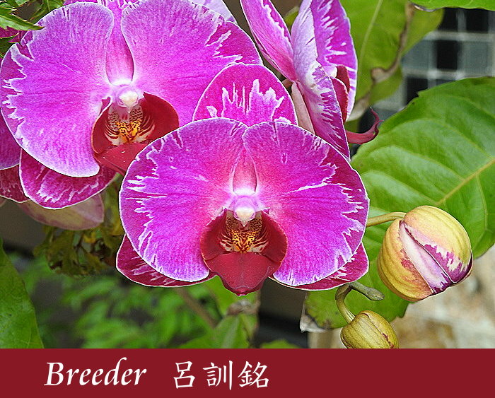 按此在新視窗瀏覽圖片