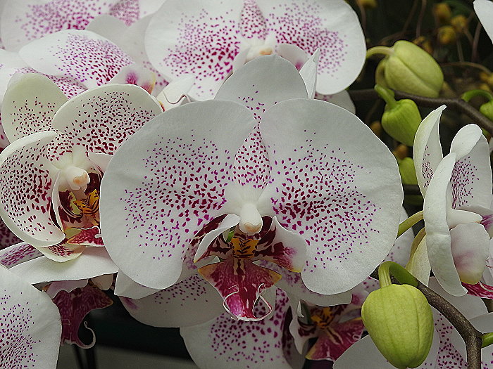 «ö¦¹¦b·sµøµ¡ÂsÄý¹Ï¤ù