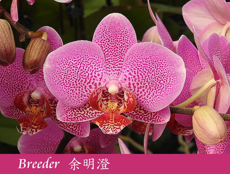 «ö¦¹¦b·sµøµ¡ÂsÄý¹Ï¤ù