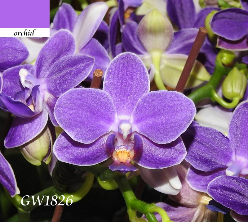 «ö¦¹¦b·sµøµ¡ÂsÄý¹Ï¤ù