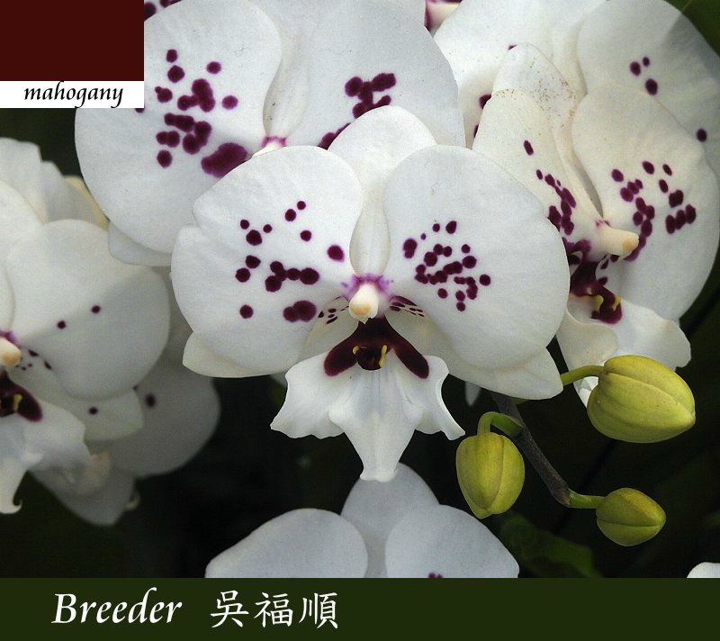 «ö¦¹¦b·sµøµ¡ÂsÄý¹Ï¤ù