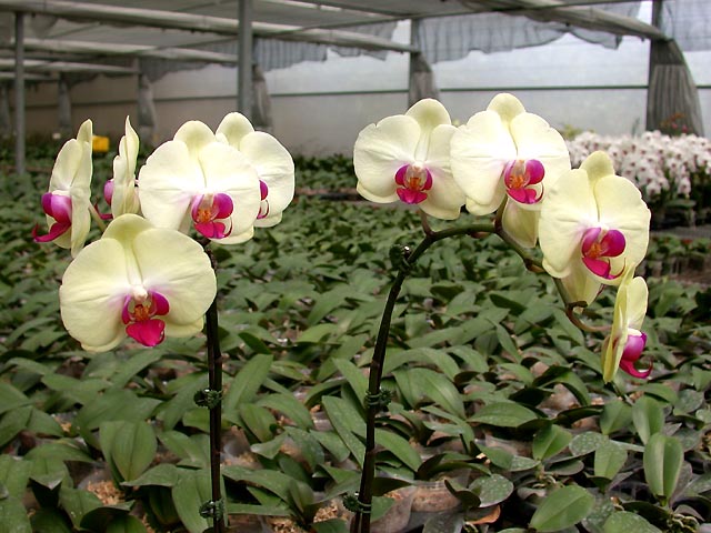 «ö¦¹¦b·sµøµ¡ÂsÄý¹Ï¤ù