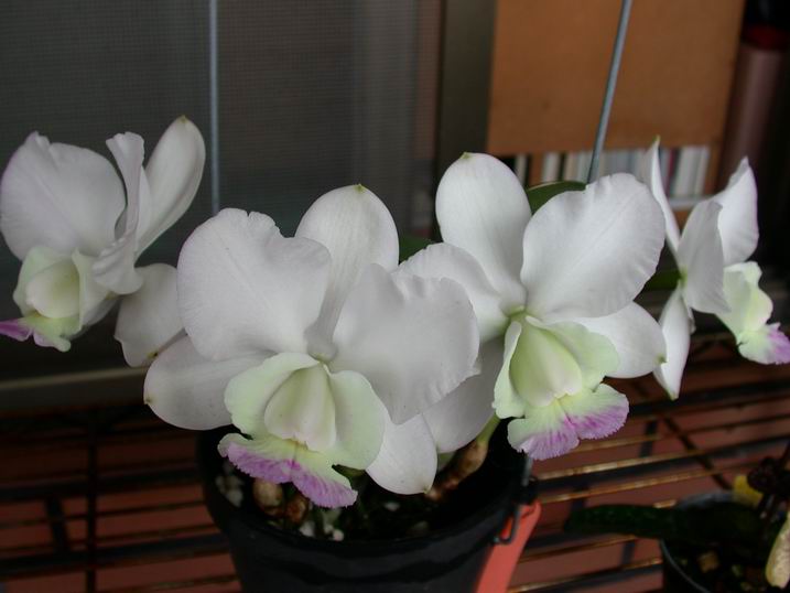 按此在新視窗瀏覽圖片