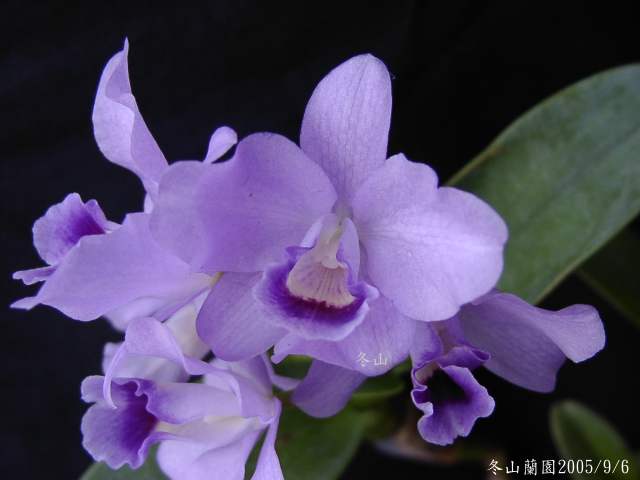 按此在新視窗瀏覽圖片