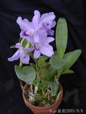 按此在新視窗瀏覽圖片