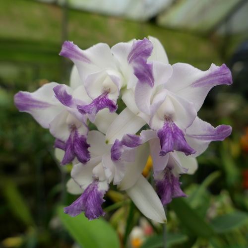 按此在新視窗瀏覽圖片