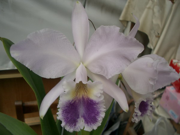 按此在新視窗瀏覽圖片