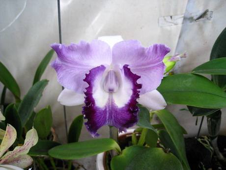 按此在新視窗瀏覽圖片