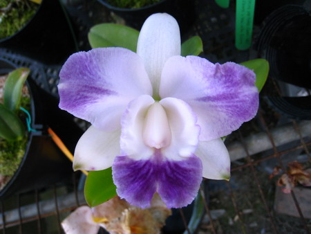 按此在新視窗瀏覽圖片