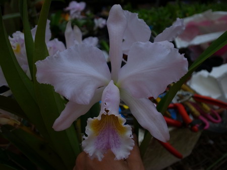 按此在新視窗瀏覽圖片