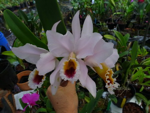 按此在新視窗瀏覽圖片