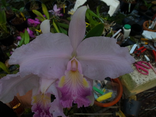 按此在新視窗瀏覽圖片