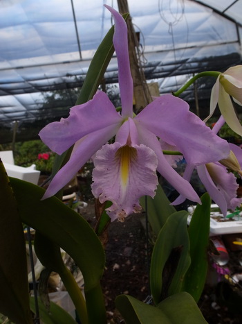 按此在新視窗瀏覽圖片