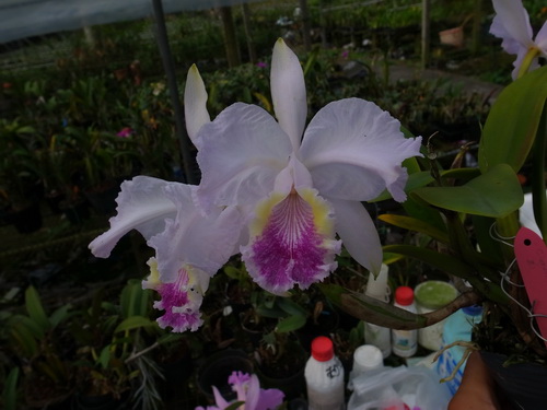 按此在新視窗瀏覽圖片