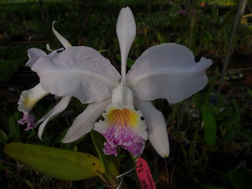 按此在新視窗瀏覽圖片