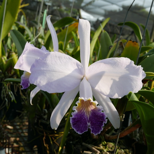 按此在新視窗瀏覽圖片