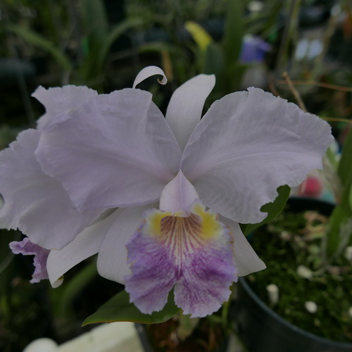 按此在新視窗瀏覽圖片