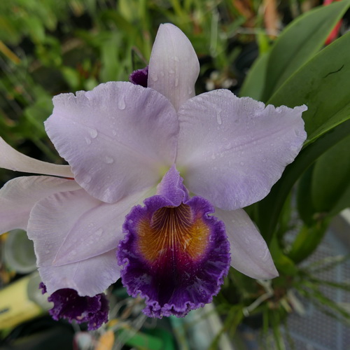 按此在新視窗瀏覽圖片