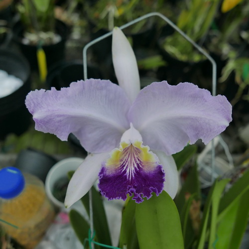 按此在新視窗瀏覽圖片