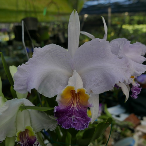 按此在新視窗瀏覽圖片