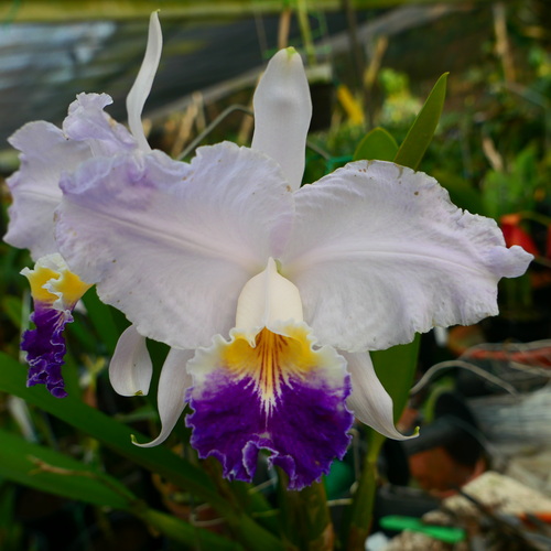 按此在新視窗瀏覽圖片