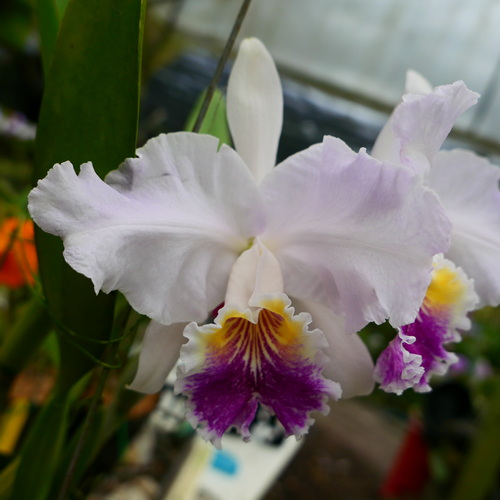 按此在新視窗瀏覽圖片