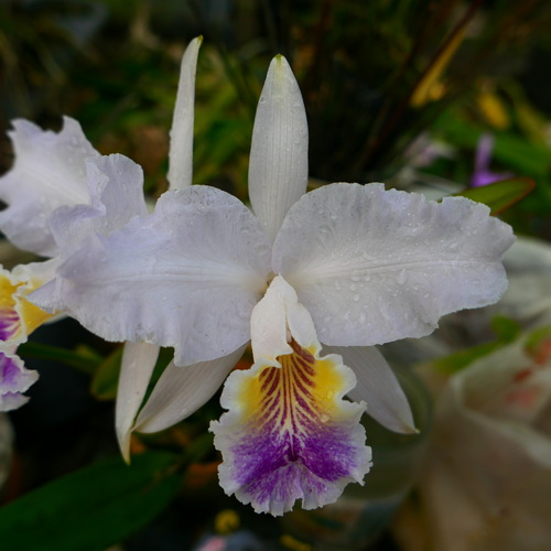 按此在新視窗瀏覽圖片