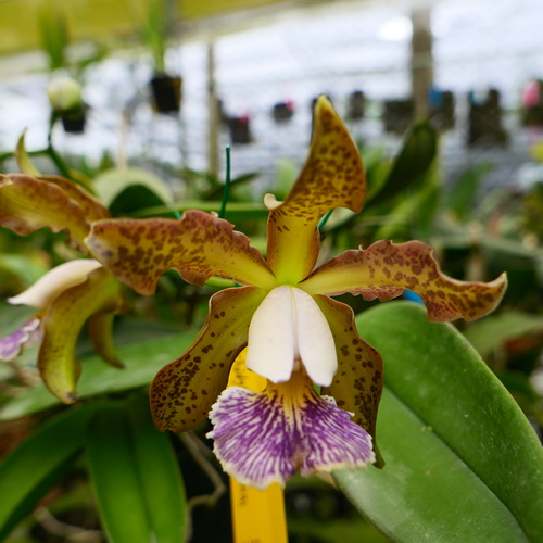 按此在新視窗瀏覽圖片