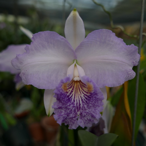 按此在新視窗瀏覽圖片