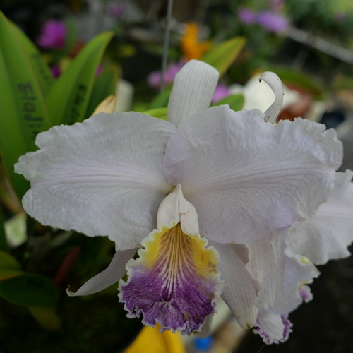 按此在新視窗瀏覽圖片